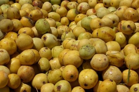 Africa must re-adopt indigenous crops in the face of a changing environment