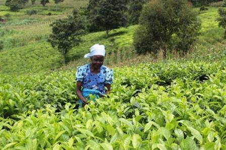 Malawi: Poor farmers turn to urine for high yields