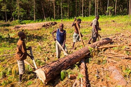 Malawi struggles to break poverty-deforestation link