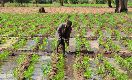Good rains may end Malawi’s hunger crisis